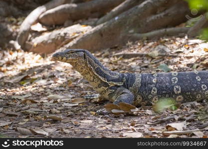 Image of water monitor on a natural background. Animals. Reptiles