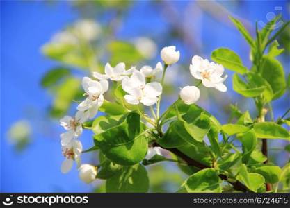 Image of white apple flowers