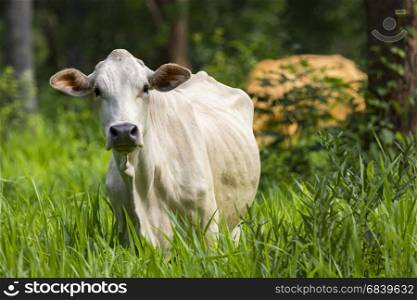 Image of white cow on nature background. Animal farm