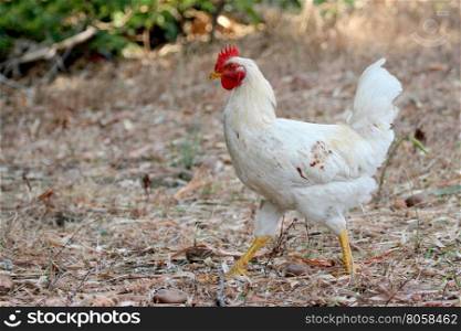 Image of white hen on nature background
