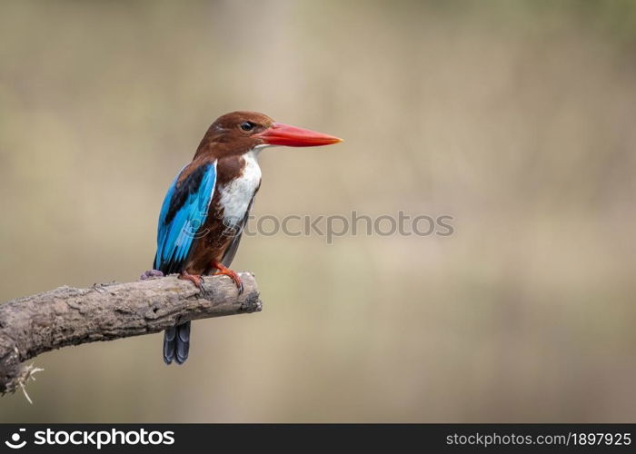 Image of White-throated Kingfisher(Halcyon smyrnesis) on branch on nature background. Bird. Animals.