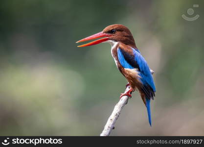 Image of White-throated Kingfisher(Halcyon smyrnesis) on branch on nature background. Bird. Animals.