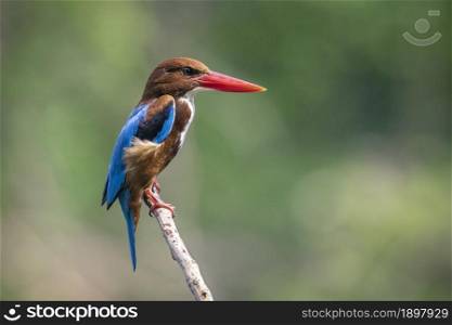 Image of White-throated Kingfisher(Halcyon smyrnesis) on branch on nature background. Bird. Animals.