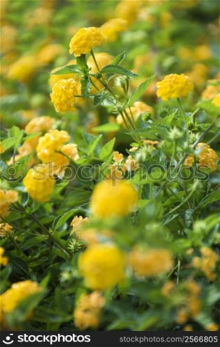 Image of yellow shrub Verbena.