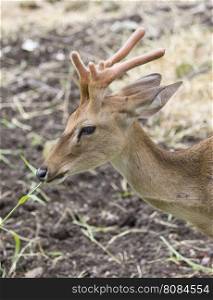 Image of young sambar deer on nature background.