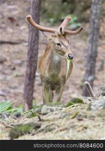 Image of young sambar deer on nature background.