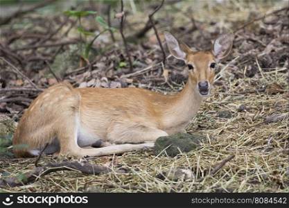 Image of young sambar deer relax on the ground.