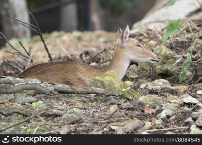 Image of young sambar deer relax on the ground.