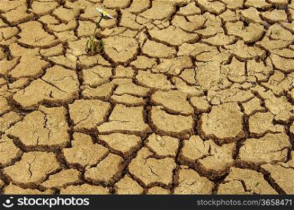 Image symbolizing hope of single flower growing on drought dry earth