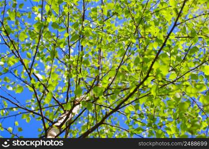 Image taken through birch leaves against the sun.