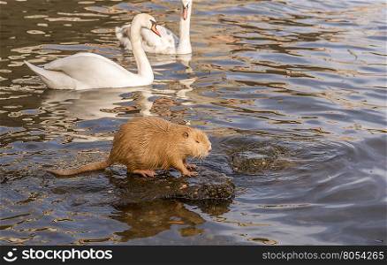 Image with a Coypu (or Nutria) staying on a rock in the middle of the water and a pair of swans swimming behind it. Picture taken on the Vltava river shore, in Prague, Czech Republic.