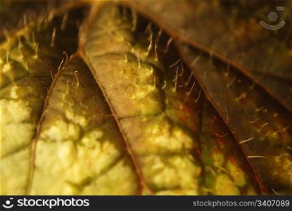 image with green leaf closeup as a background image
