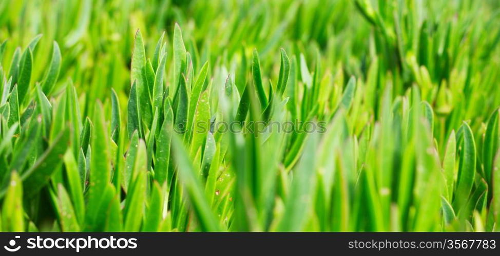 Images of beautiful green grass on the lawn