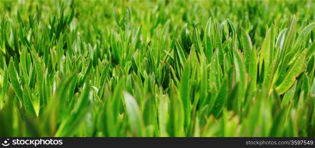 Images of beautiful green grass on the lawn