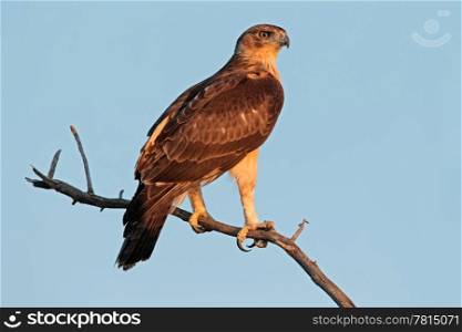 Immature African hawk eagle (Aquila spilogaster) perched on a branch, South Africa