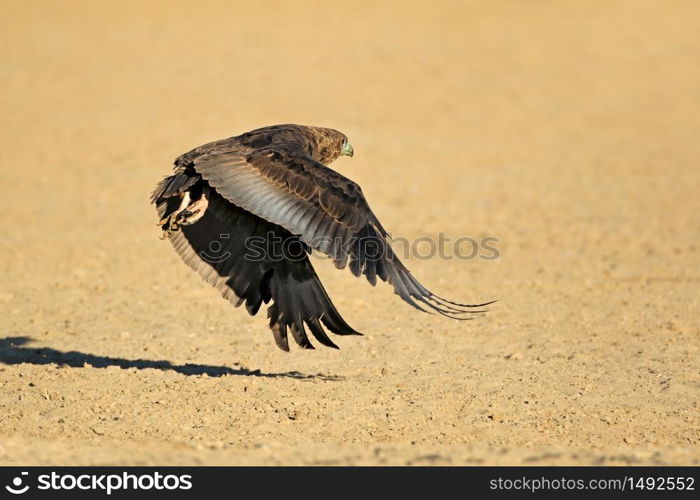 Immature Bateleur eagle (Terathopius ecaudatus) in flight, South Africa