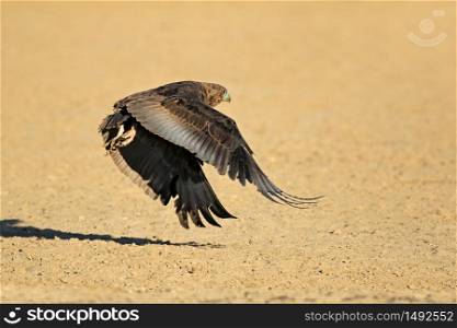 Immature Bateleur eagle (Terathopius ecaudatus) in flight, South Africa