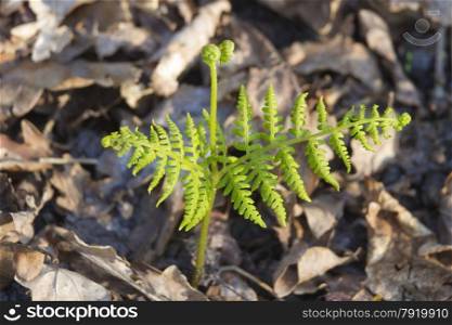 Immature Broad buckler fern, Dryopteris dilatata, newly emerged on forest floor.
