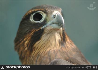 Immature female New Zealand Falcon, Falco novaeseelandiae,