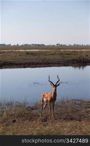 IMPALA (Aepyceros melampus), Chobe National Park, Botswana