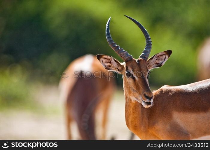 Impala (Aepyceros melampus) in Chobe National Park, Botswana