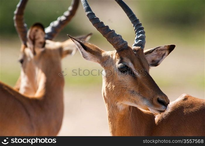 Impala (Aepyceros melampus) inChobe National Park, Botswana