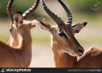 Impala (Aepyceros melampus) inChobe National Park, Botswana