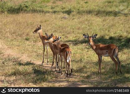 Impala (Aepyceros melampus), National Parks of Uganda