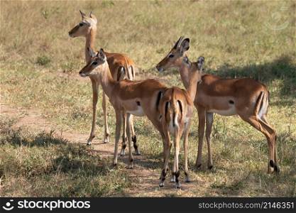 Impala (Aepyceros melampus), National Parks of Uganda