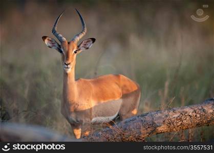 Impala (Aepyceros melampus) near Kruger National Park