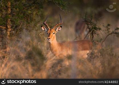 Impala (Aepyceros melampus) near Kruger National Park