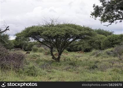 impala and nyala in nature resrve sout africa with green trees and cloud sky