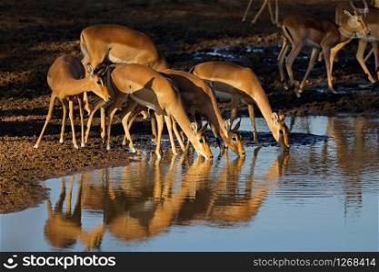 Impala antelopes (Aepyceros melampus) drinking water in late afternoon light, Kruger National Park, South Africa