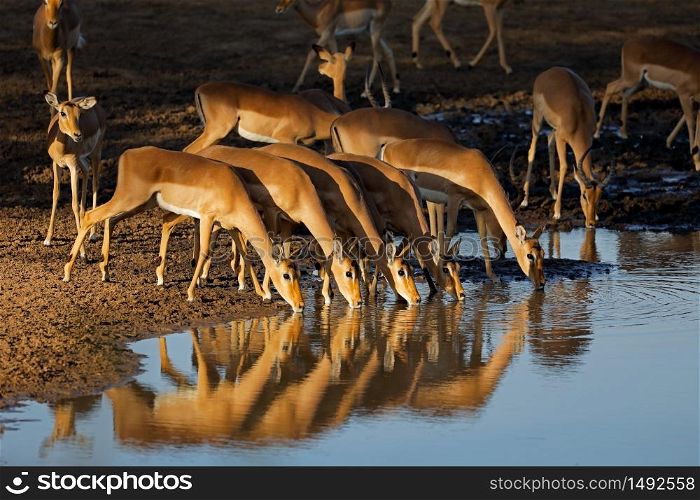 Impala antelopes (Aepyceros melampus) drinking water in late afternoon light, Kruger National Park, South Africa