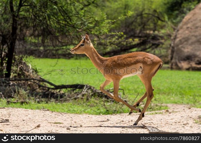 Impala at the Gaborone Game Reserve in Gaborone, Botswana