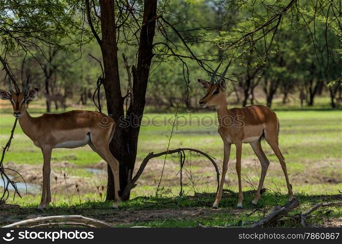 Impala at the Gaborone Game Reserve in Gaborone, Botswana