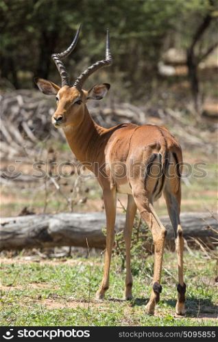 Impala at the Mokolodi Nature Reserve in Botswana