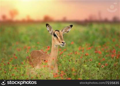 Impala between flowers in the wilderness