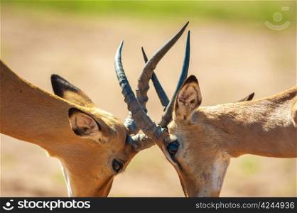Impala butting heads in Chobe National Park
