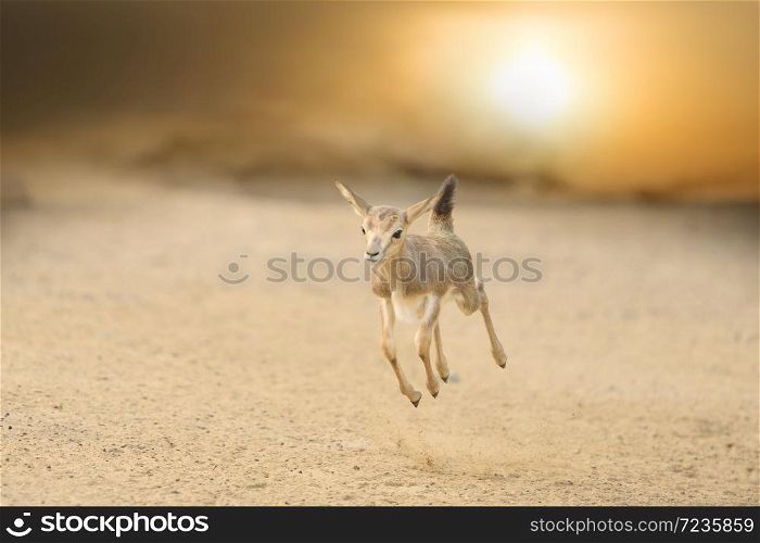 Impala calf at sunset