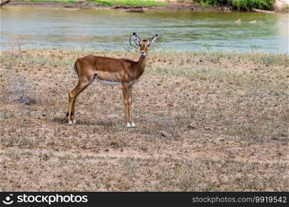 Impala facing the Galana River in Tsavo East Park in Kenya