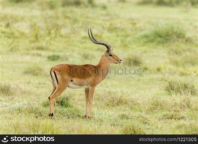 Impala Gazelle medium-sized antelope, Amboseli, Africa