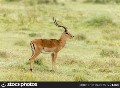 Impala Gazelle medium-sized antelope, Amboseli, Africa