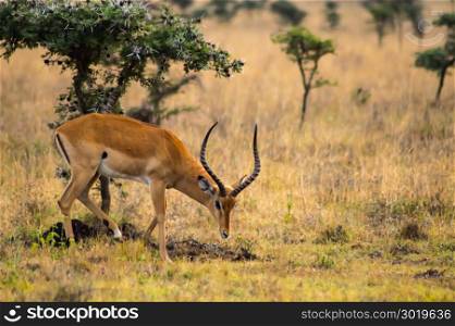 Impala in the savannah scrub . Impala in the savannah scrub of Nairobi Park in Kenya