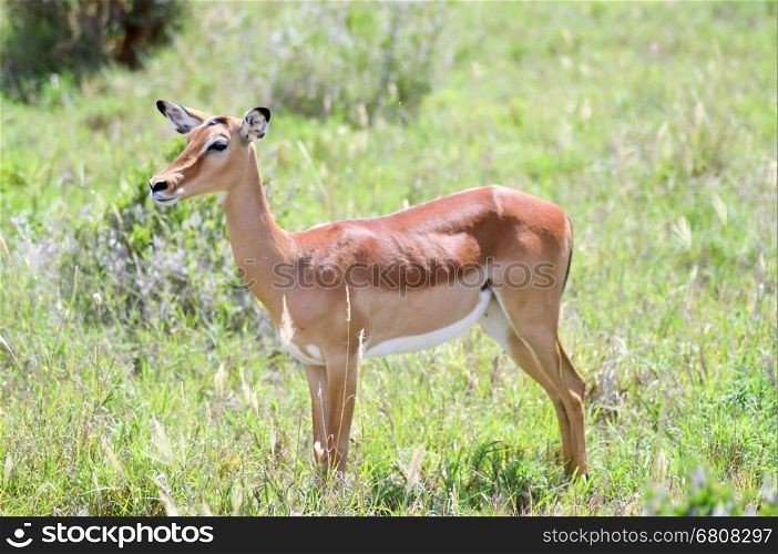 Impala isolated grazing . Impala isolated grazing in East Tsavo Park in Kenya