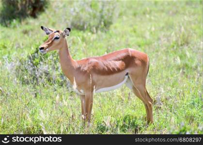 Impala isolated grazing . Impala isolated grazing in East Tsavo Park in Kenya