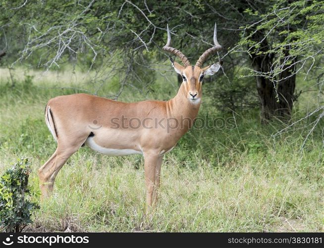 impala kruger national park south africa