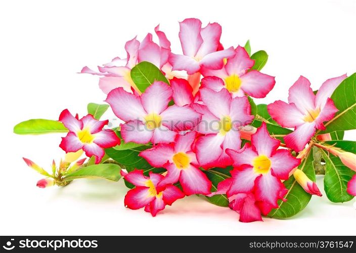 Impala Lily, blossom of red flower isolated on a white background