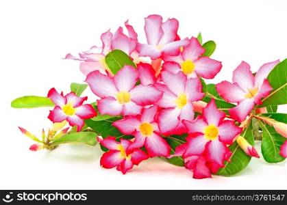 Impala Lily, blossom of red flower isolated on a white background