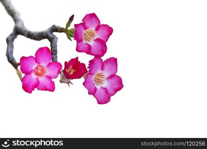 Impala Lily or desert rose or Mock Azalea isolate on white background with clipping path